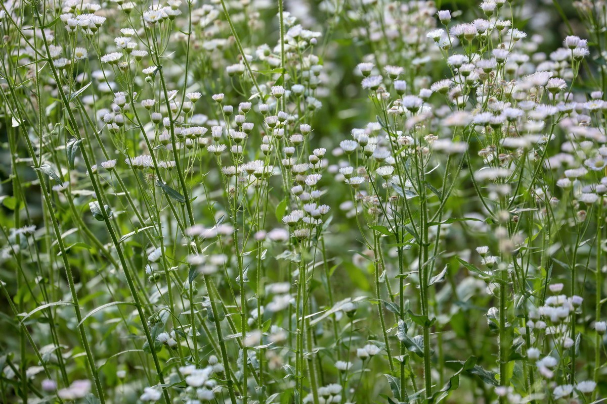 封控第39曰----小区野花半人高