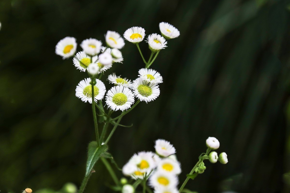封控第39曰----小区野花半人高
