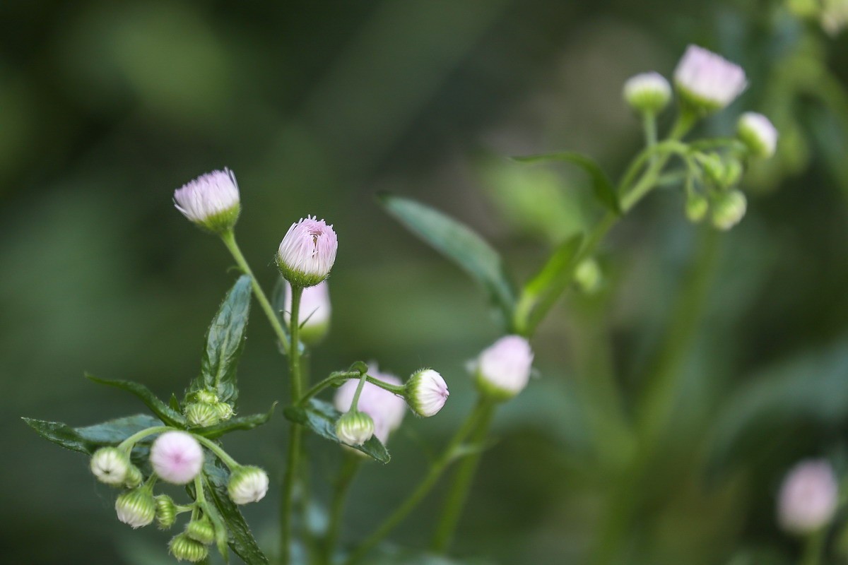 封控第39曰----小区野花半人高