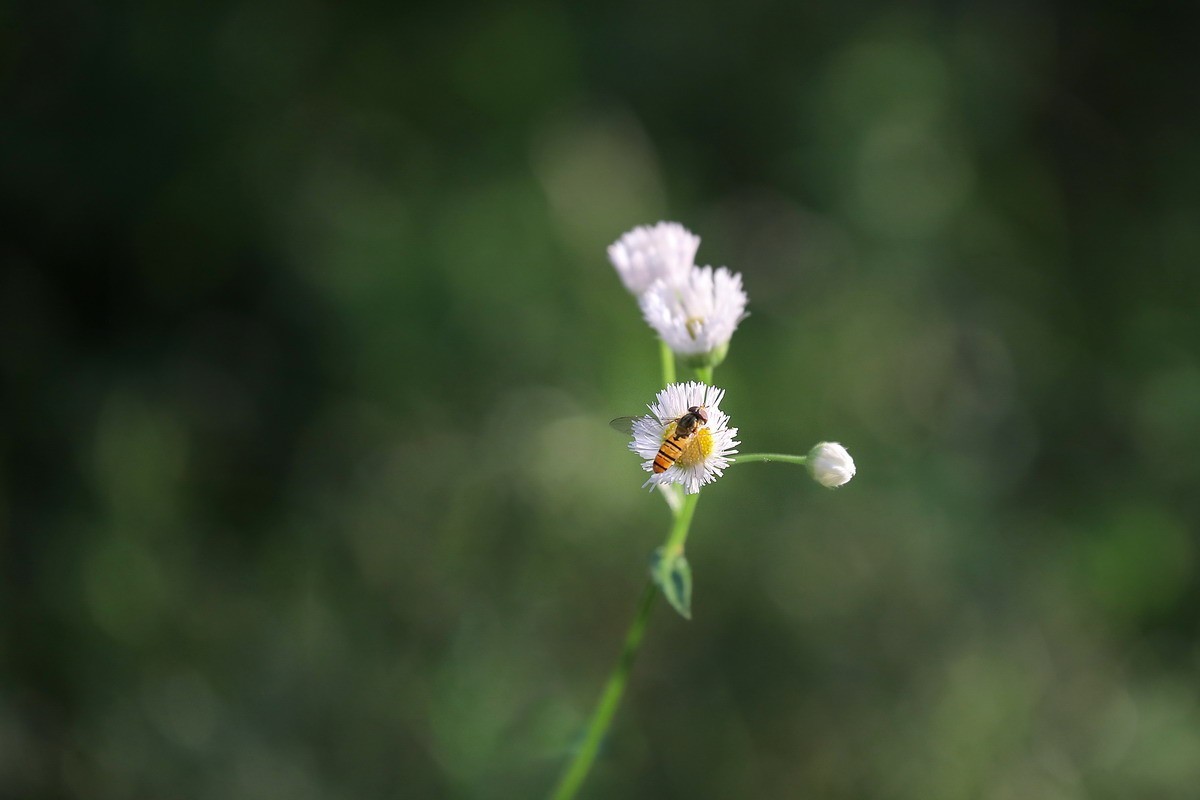 封控第39曰----小区野花半人高