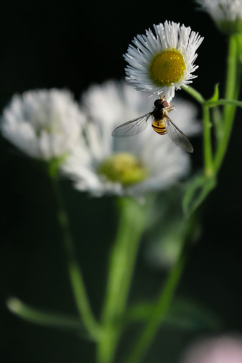 封控第39曰----小区野花半人高