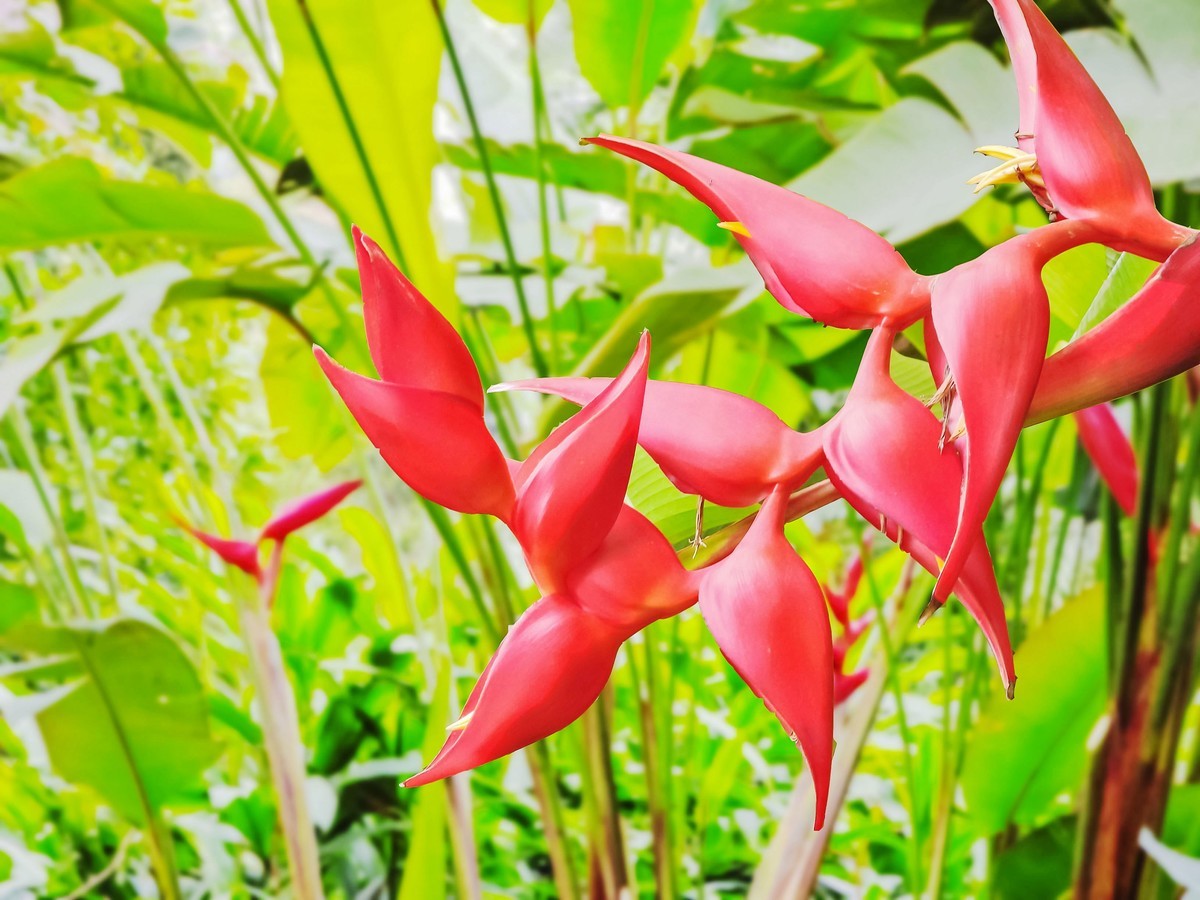 大红蝎尾蕉撷影