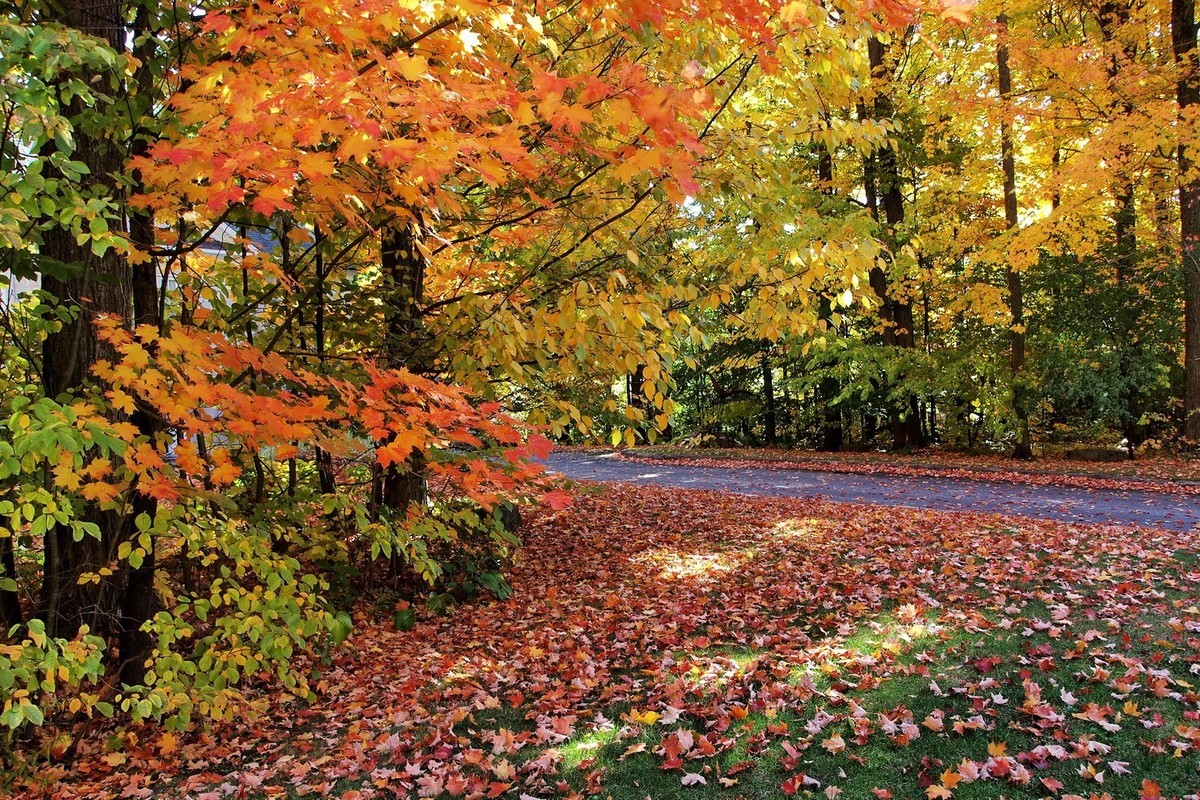 秋天应是赏枫时