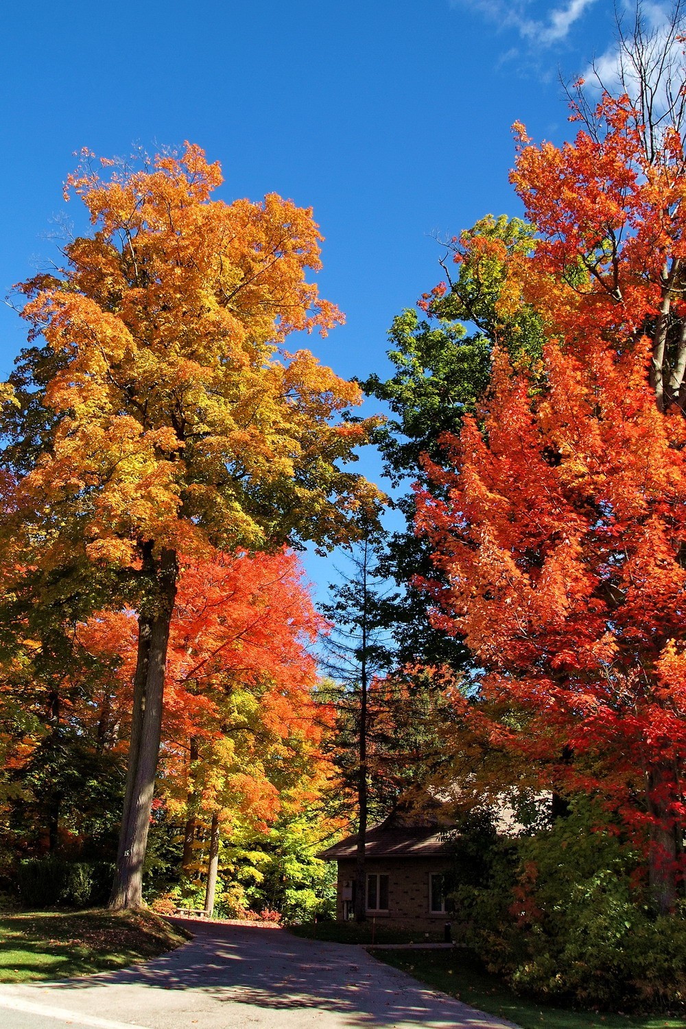 秋天应是赏枫时