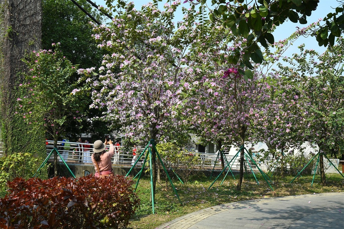 海珠湿地花似锦