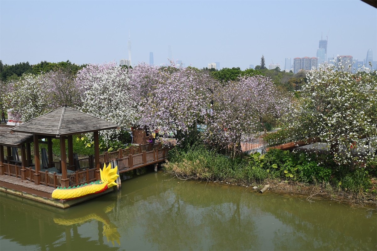 海珠湿地花似锦