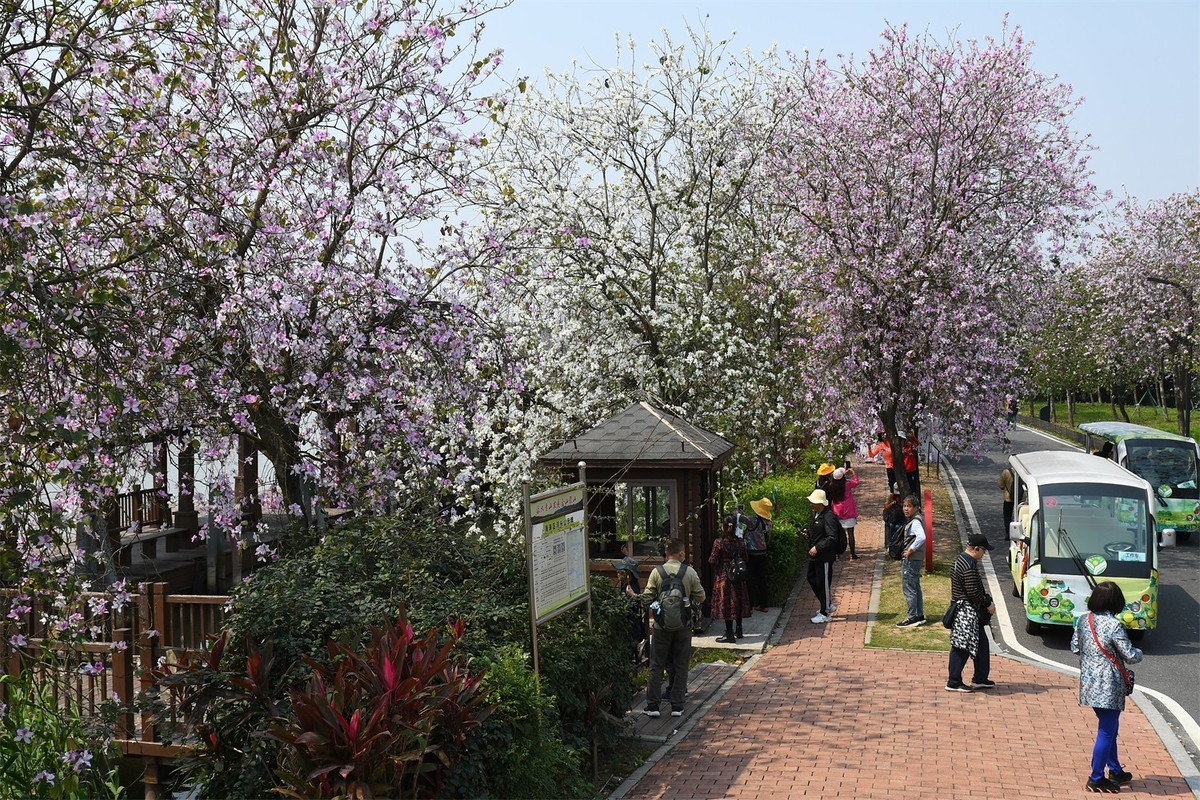 海珠湿地花似锦