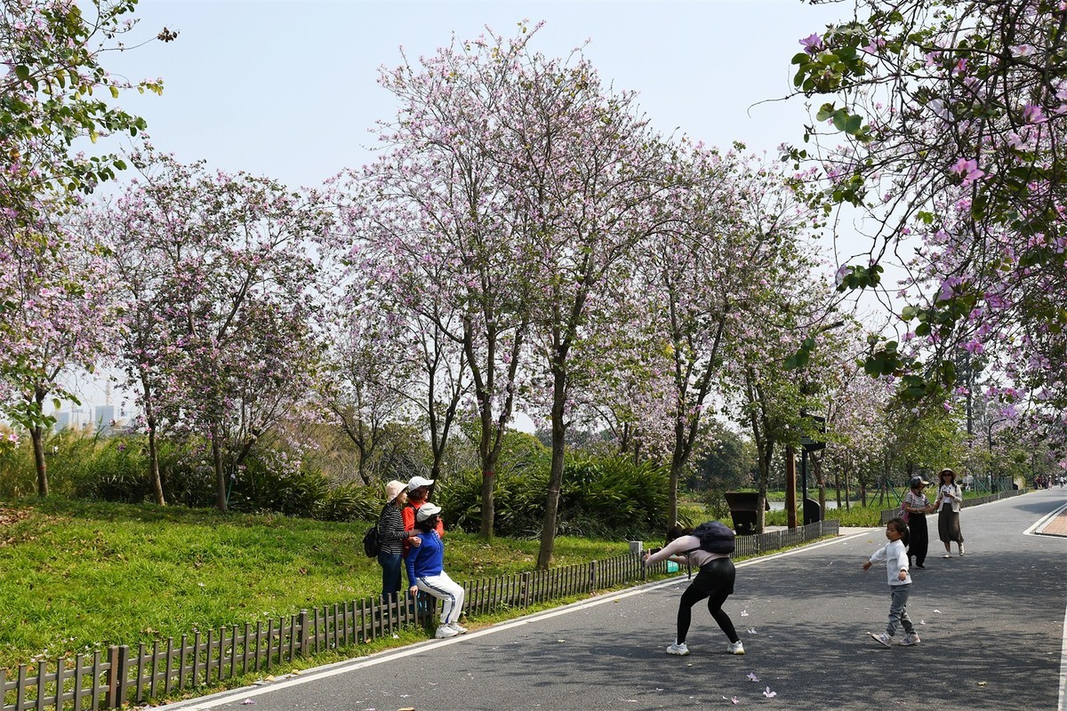 海珠湿地花似锦