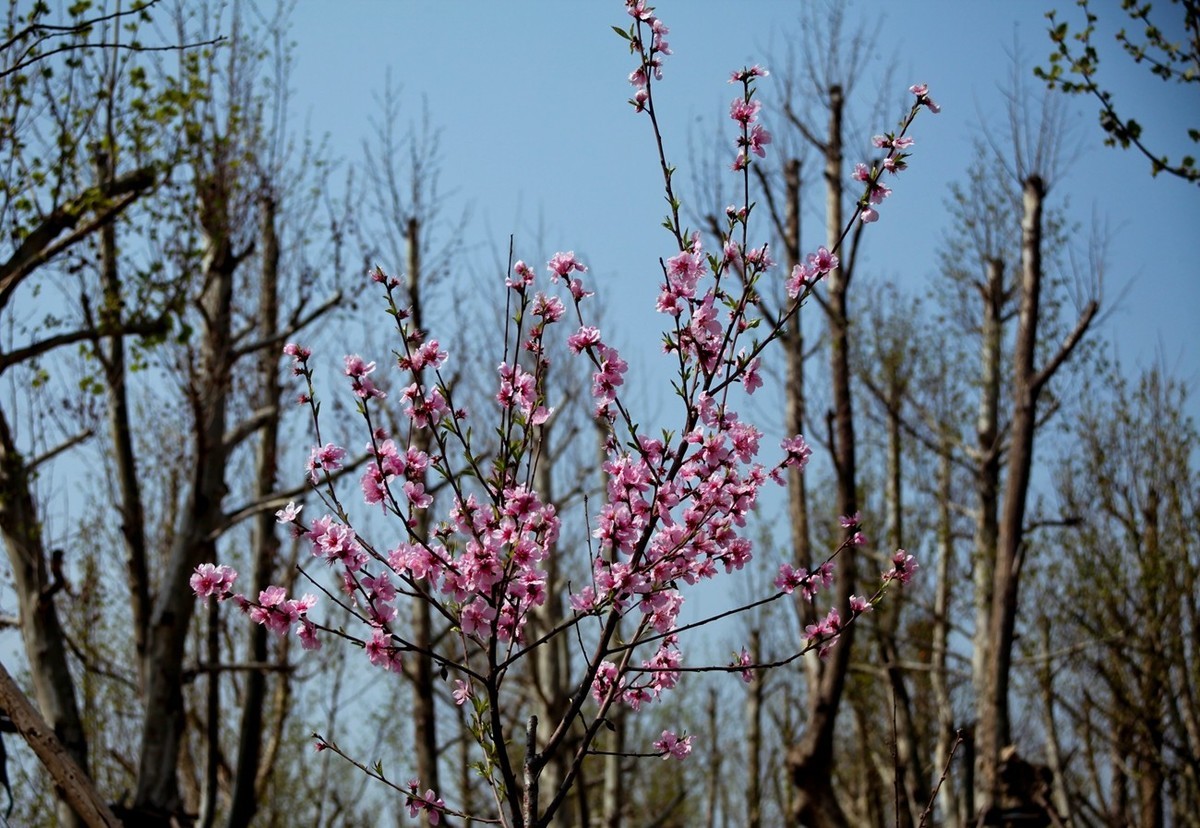 沧海桑田——钢城的变迁