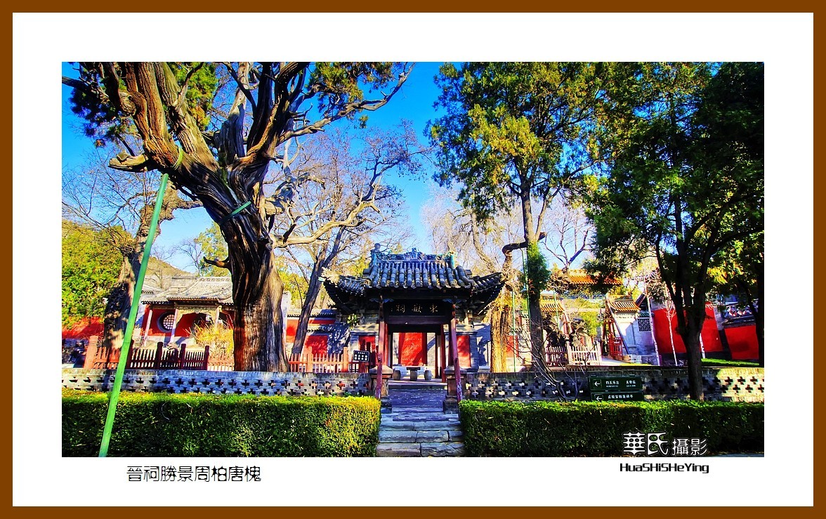 2020西西南北行游走山西146——晋祠胜景周柏唐槐（太原市）