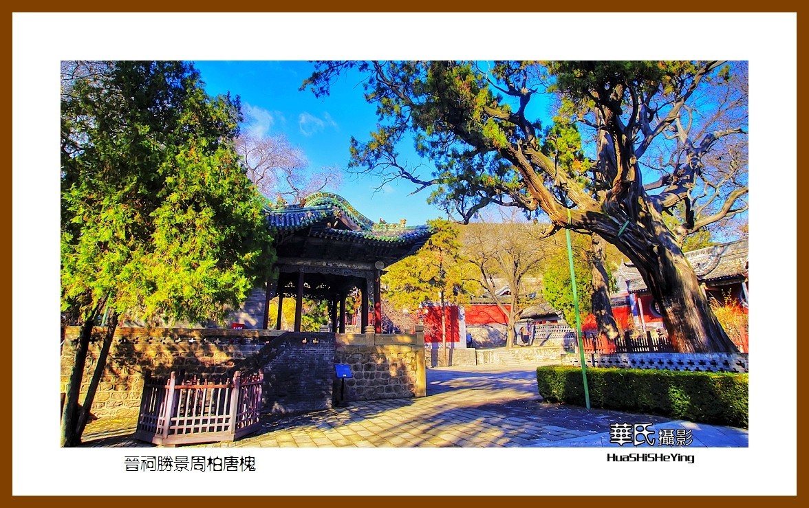 2020西西南北行游走山西146——晋祠胜景周柏唐槐（太原市）