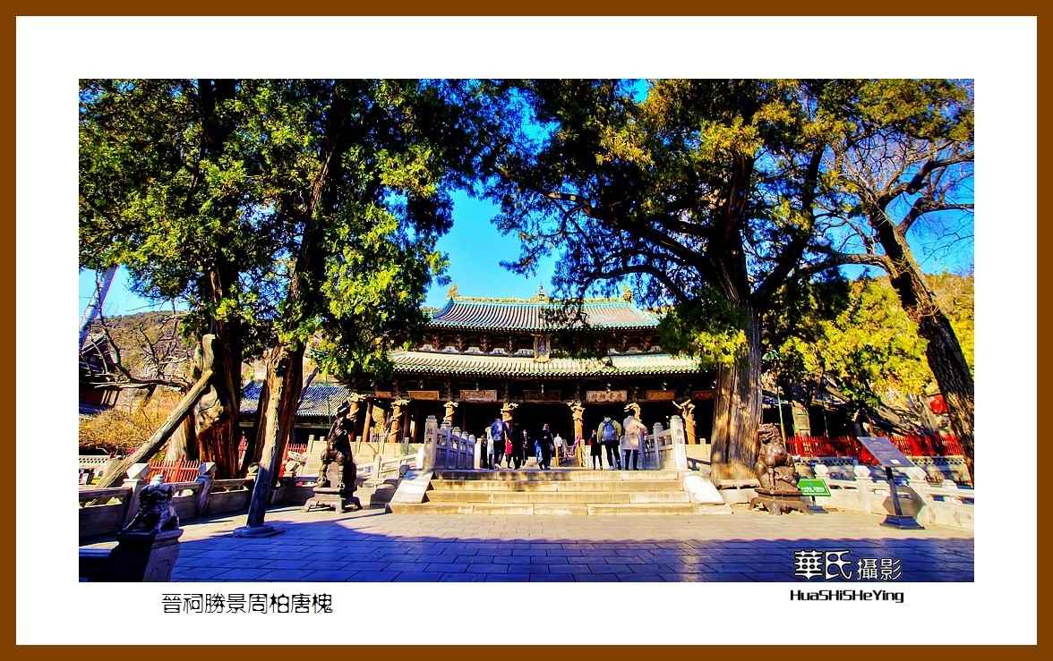2020西西南北行游走山西146——晋祠胜景周柏唐槐（太原市）
