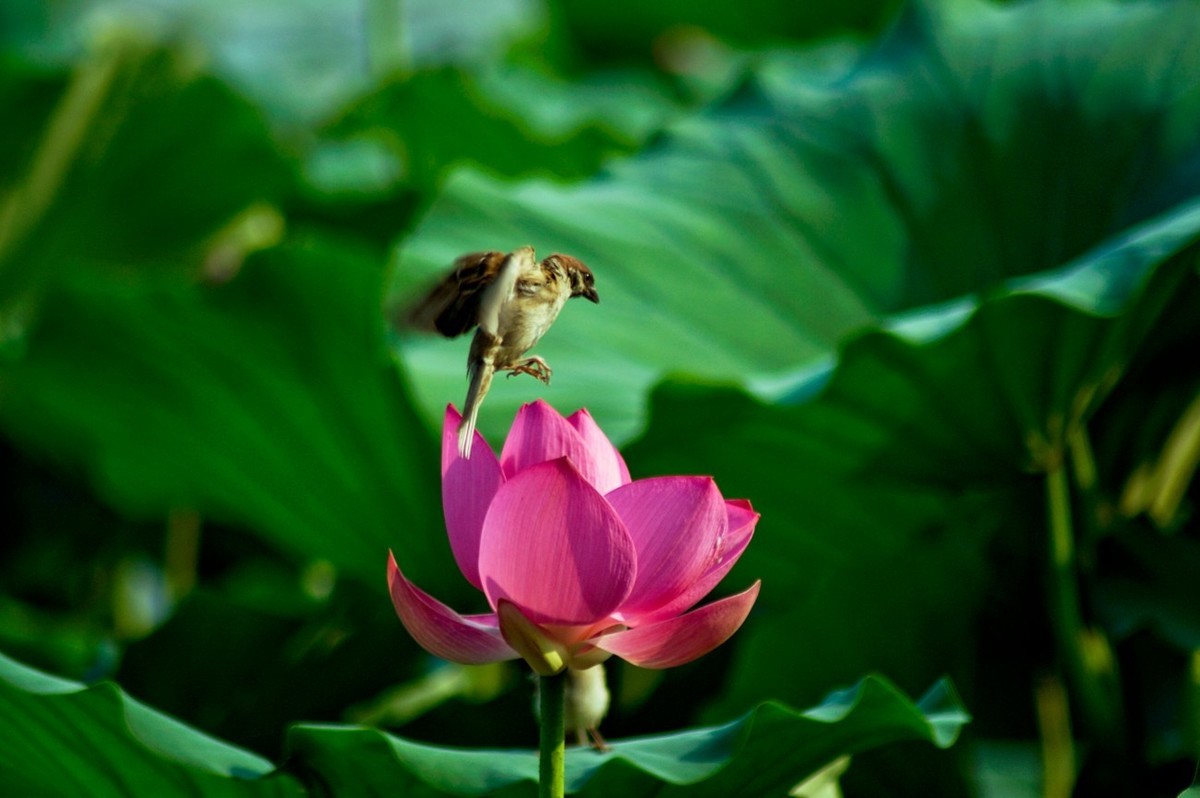 动与静——荷花与灵动的麻雀