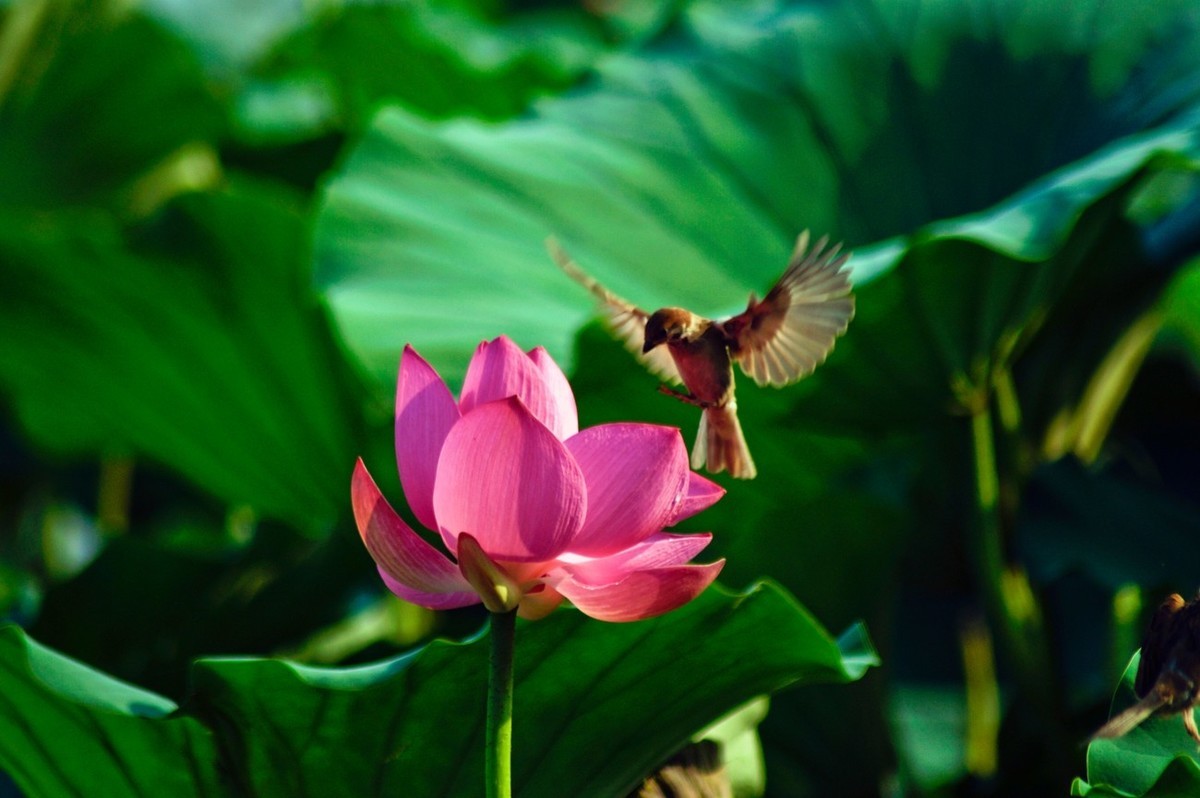 动与静——荷花与灵动的麻雀