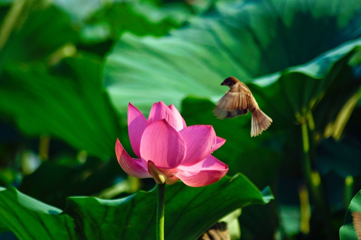 动与静——荷花与灵动的麻雀