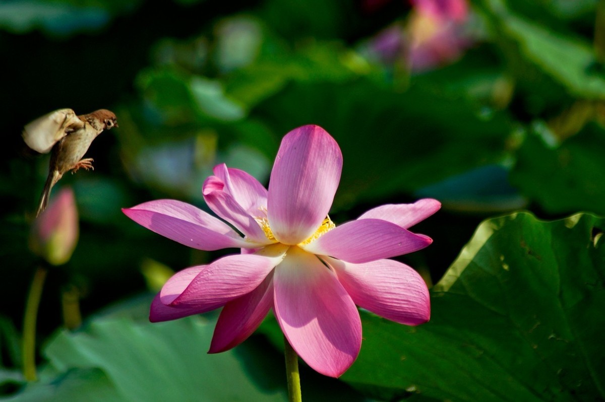 动与静——荷花与灵动的麻雀
