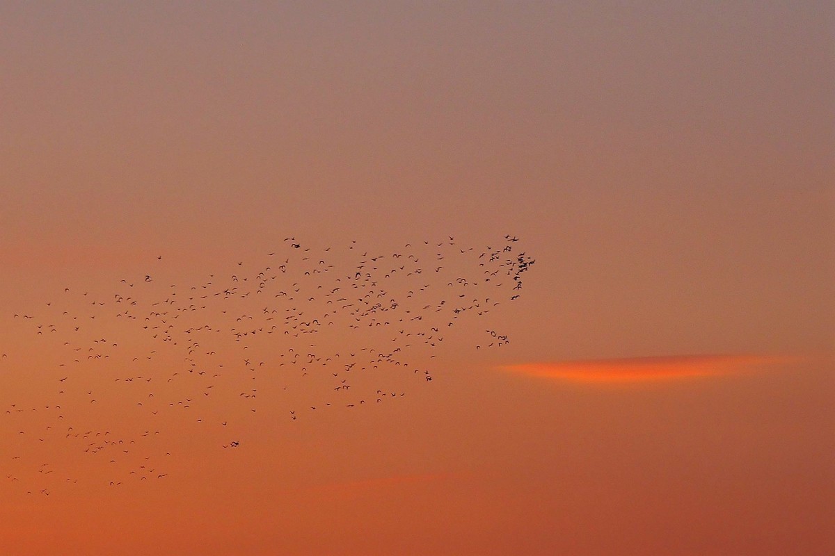 江湾村空中雁群