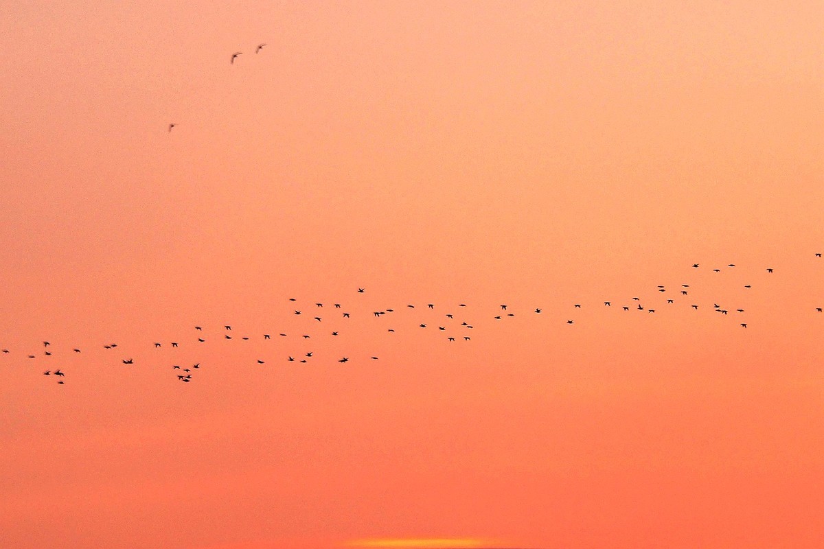 江湾村空中雁群