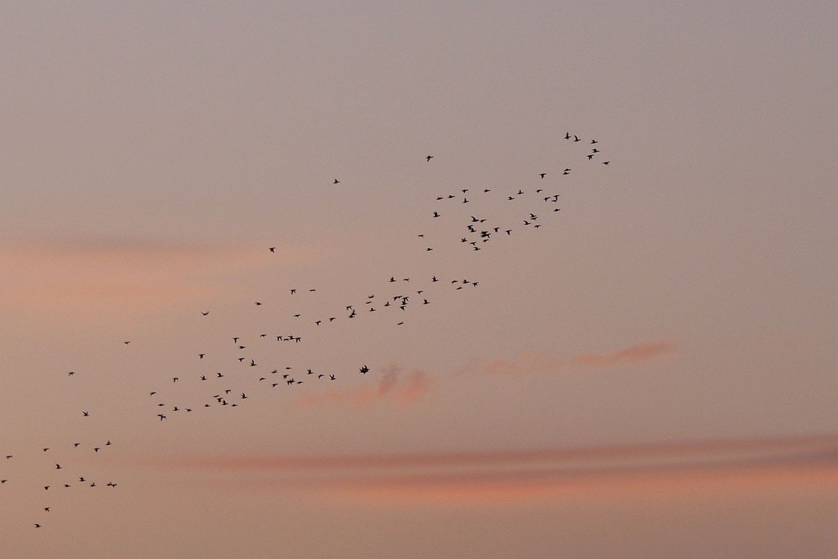 江湾村空中雁群