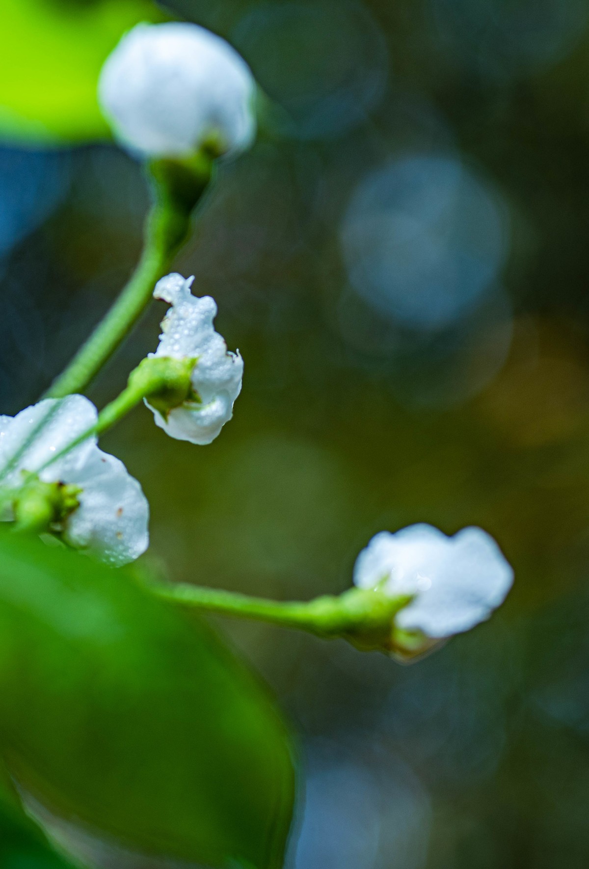 尼康D750+腾龙272E微距