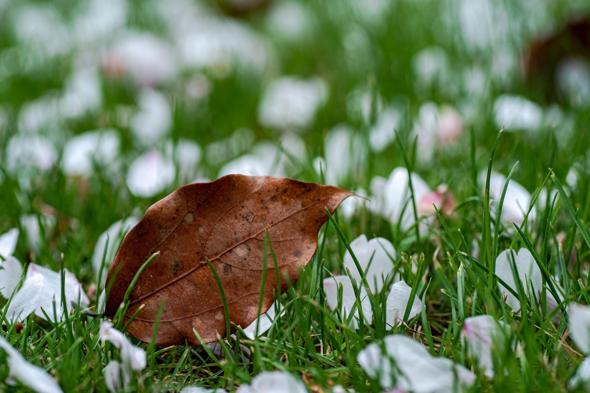 尼康D750+腾龙272E微距