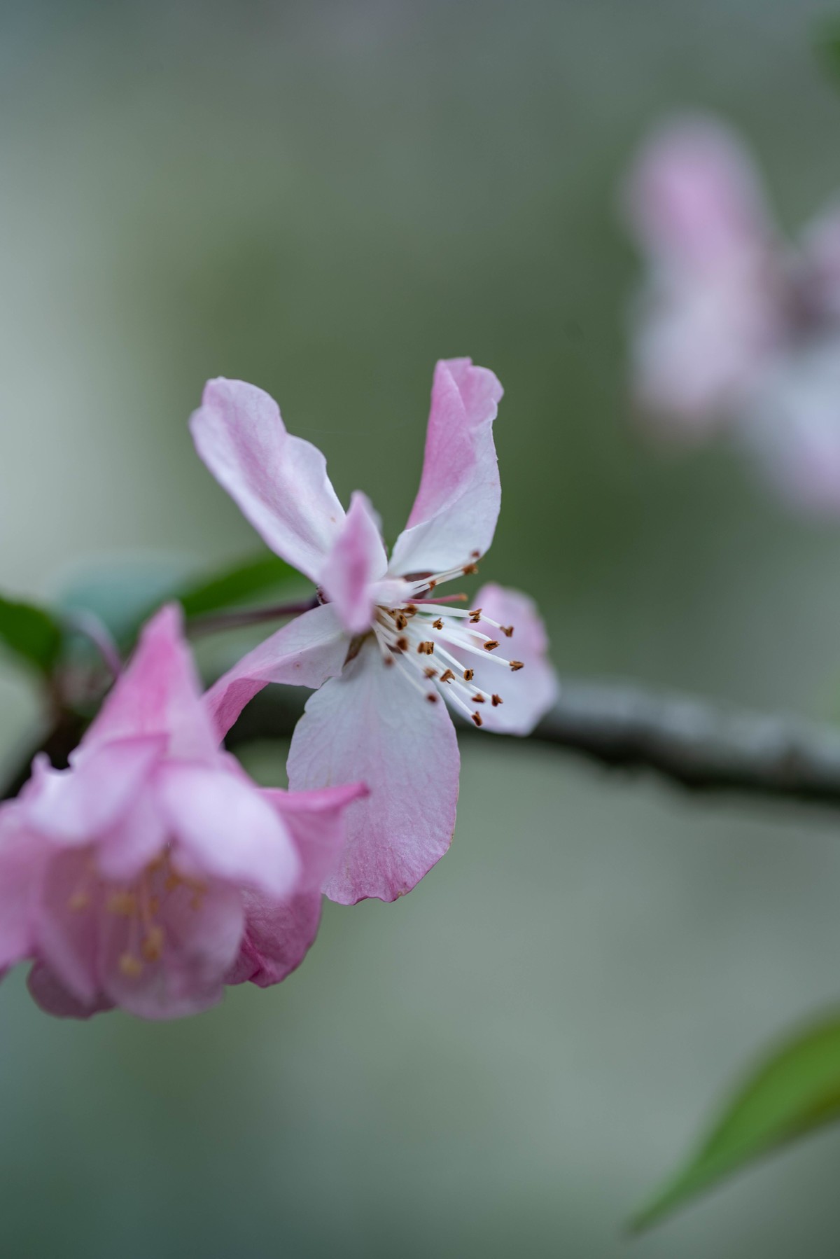 尼康D750+腾龙272E微距
