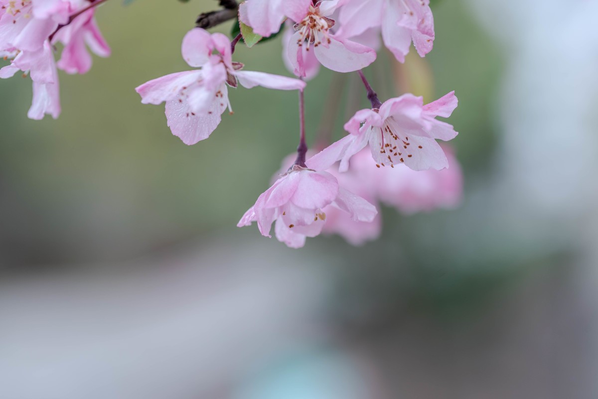 尼康D750+腾龙272E微距