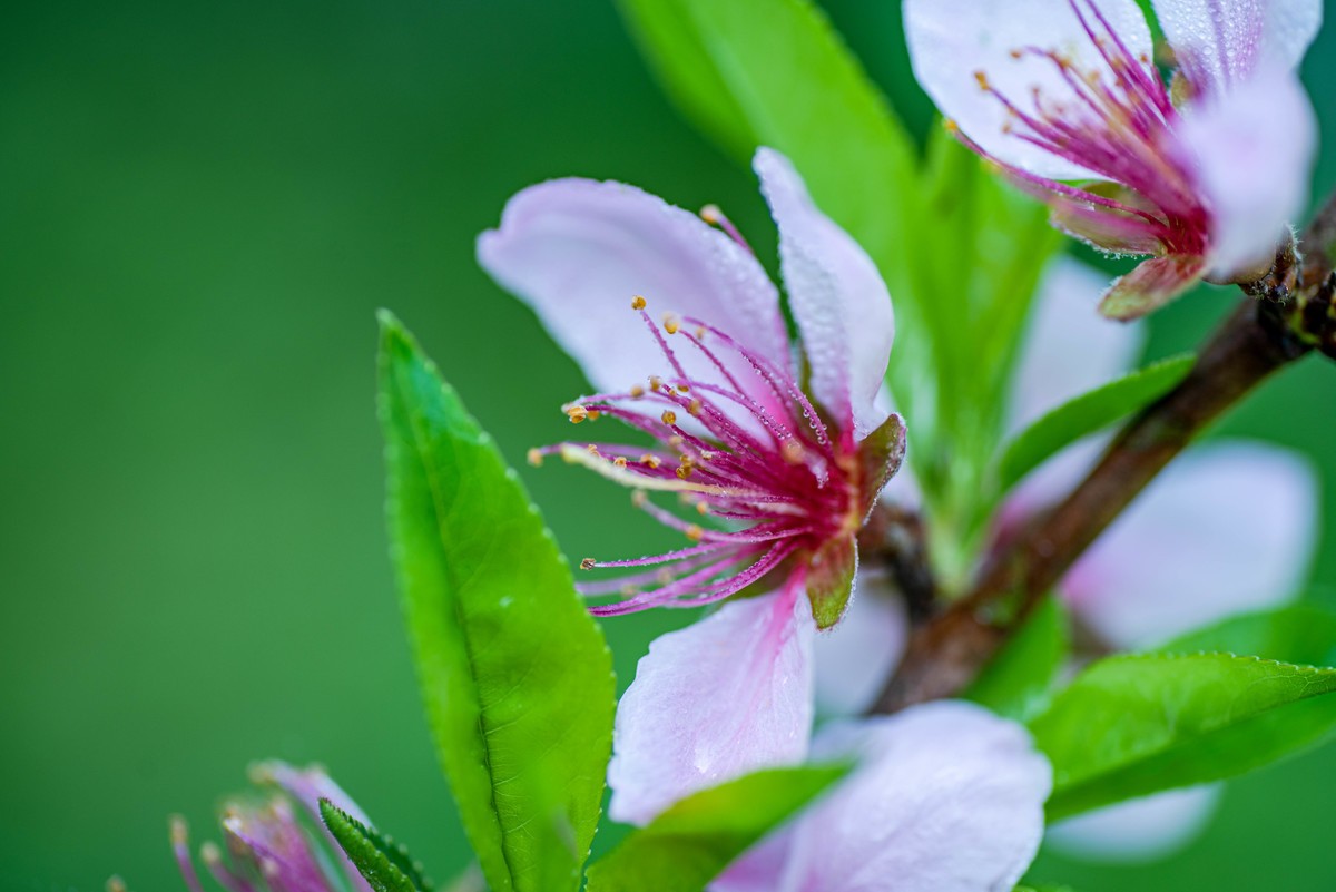 尼康D750+腾龙272E微距