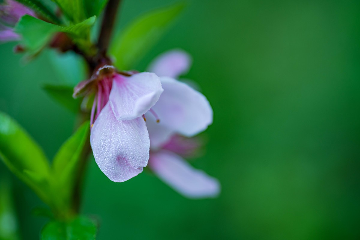 尼康D750+腾龙272E微距