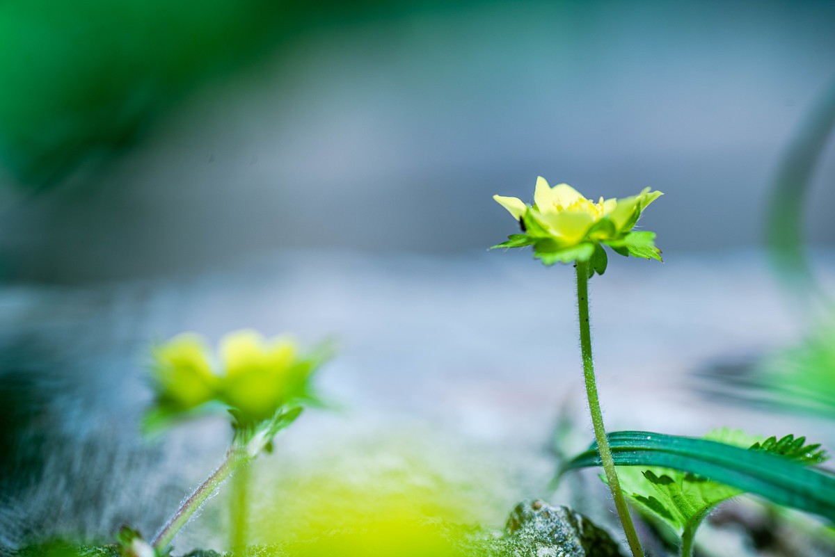 尼康D750+腾龙272E微距