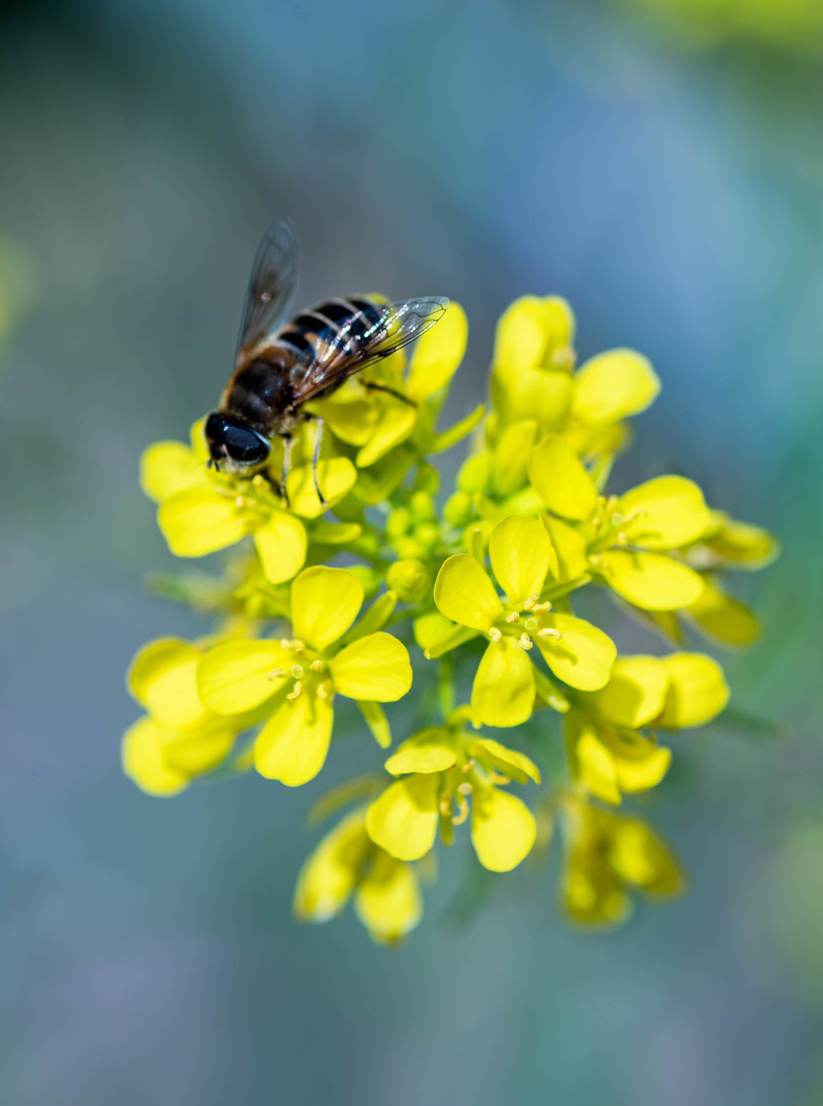尼康D750+腾龙272E微距
