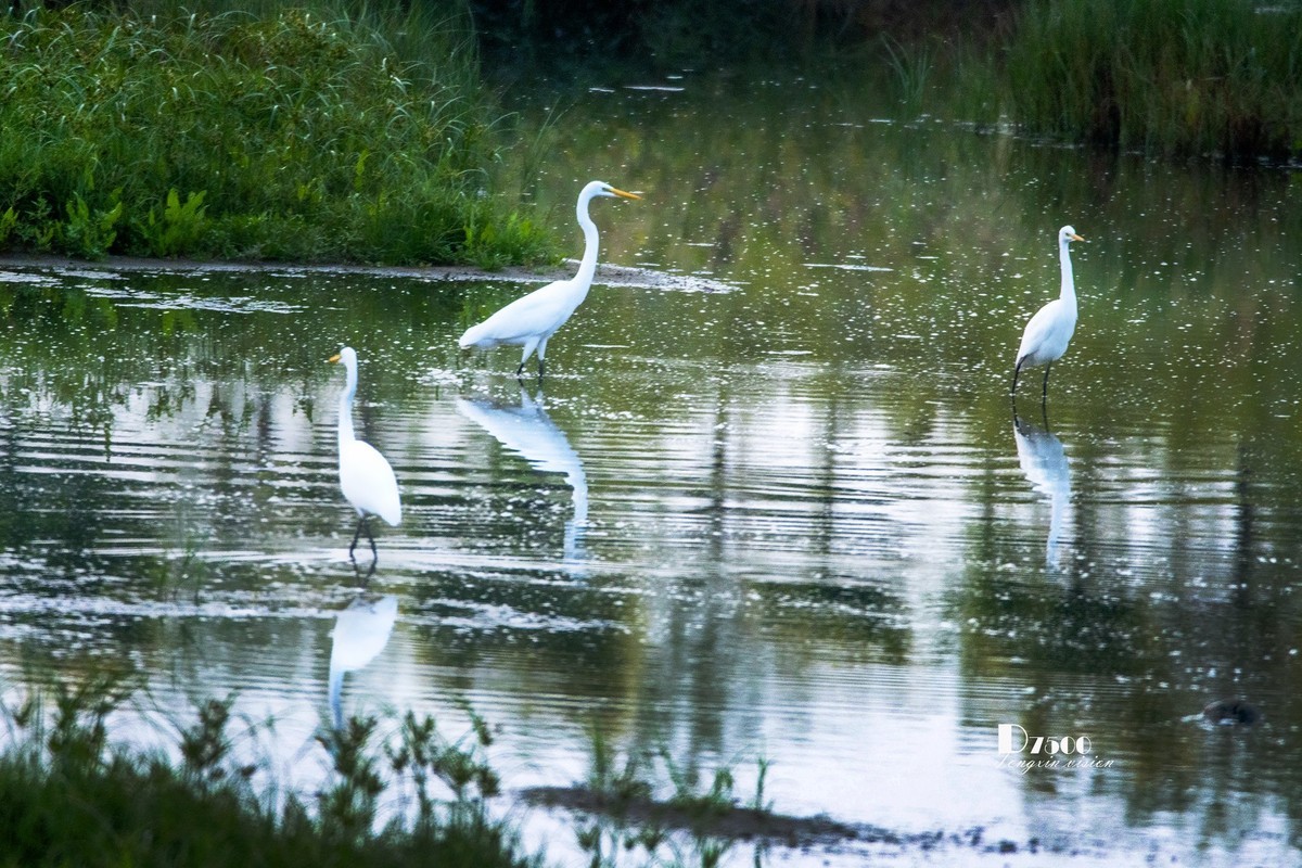蒙古贞白鹭洲（69）