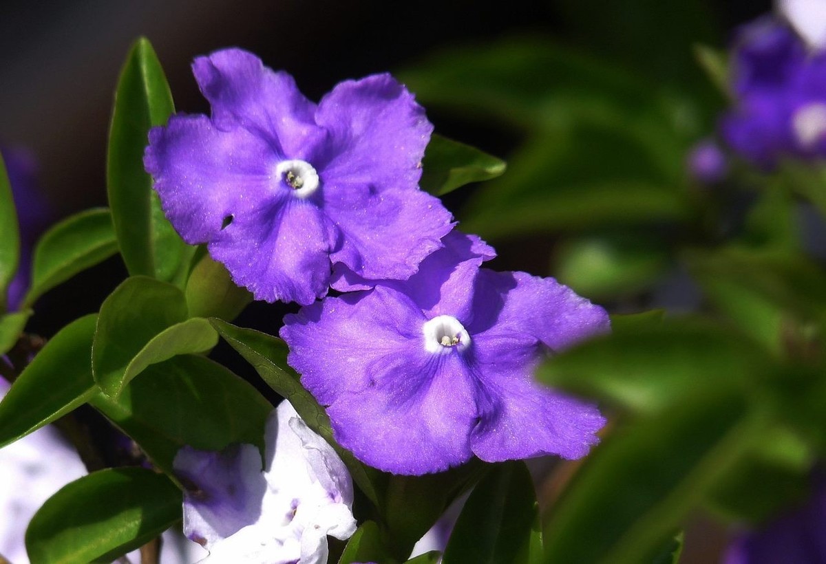 今年的鸳鸯茉莉