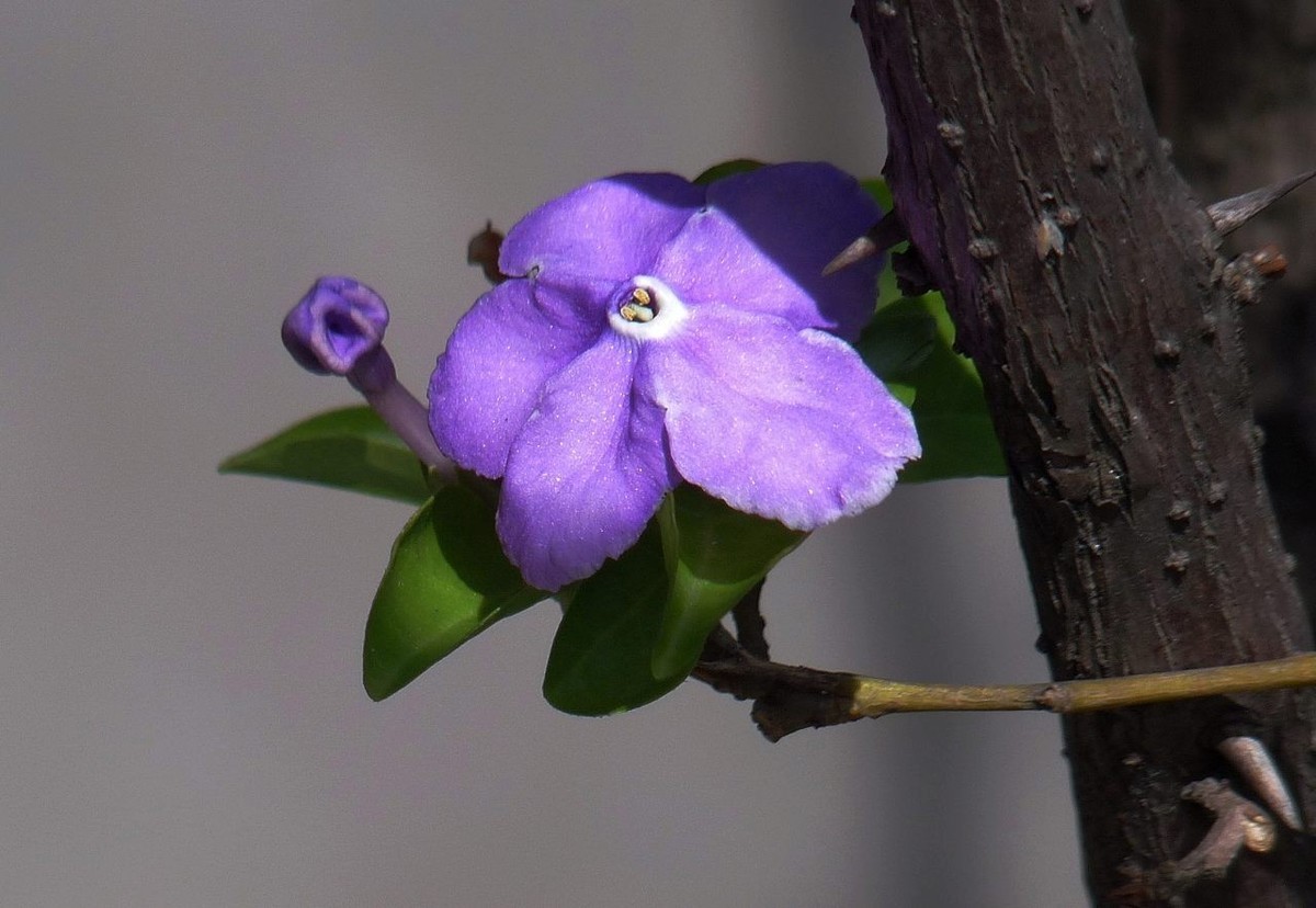 今年的鸳鸯茉莉