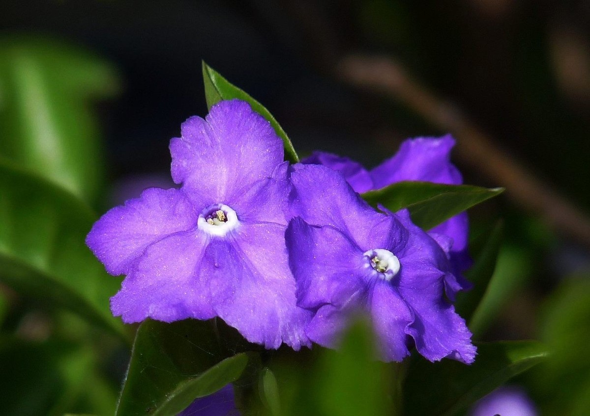 今年的鸳鸯茉莉