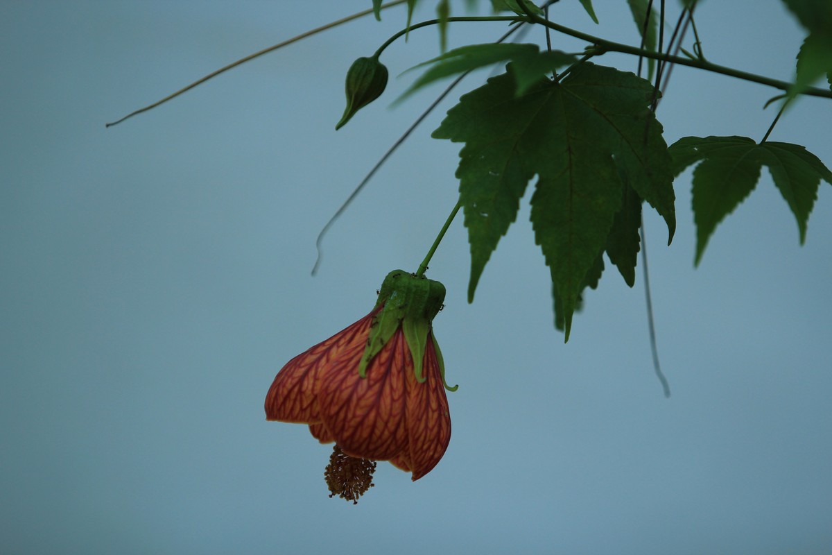 拍摄花卉一（336）