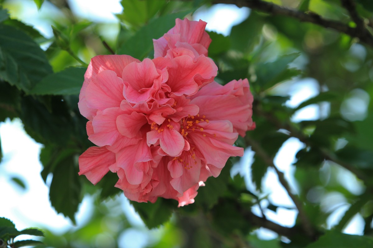 拍摄花卉一（336）