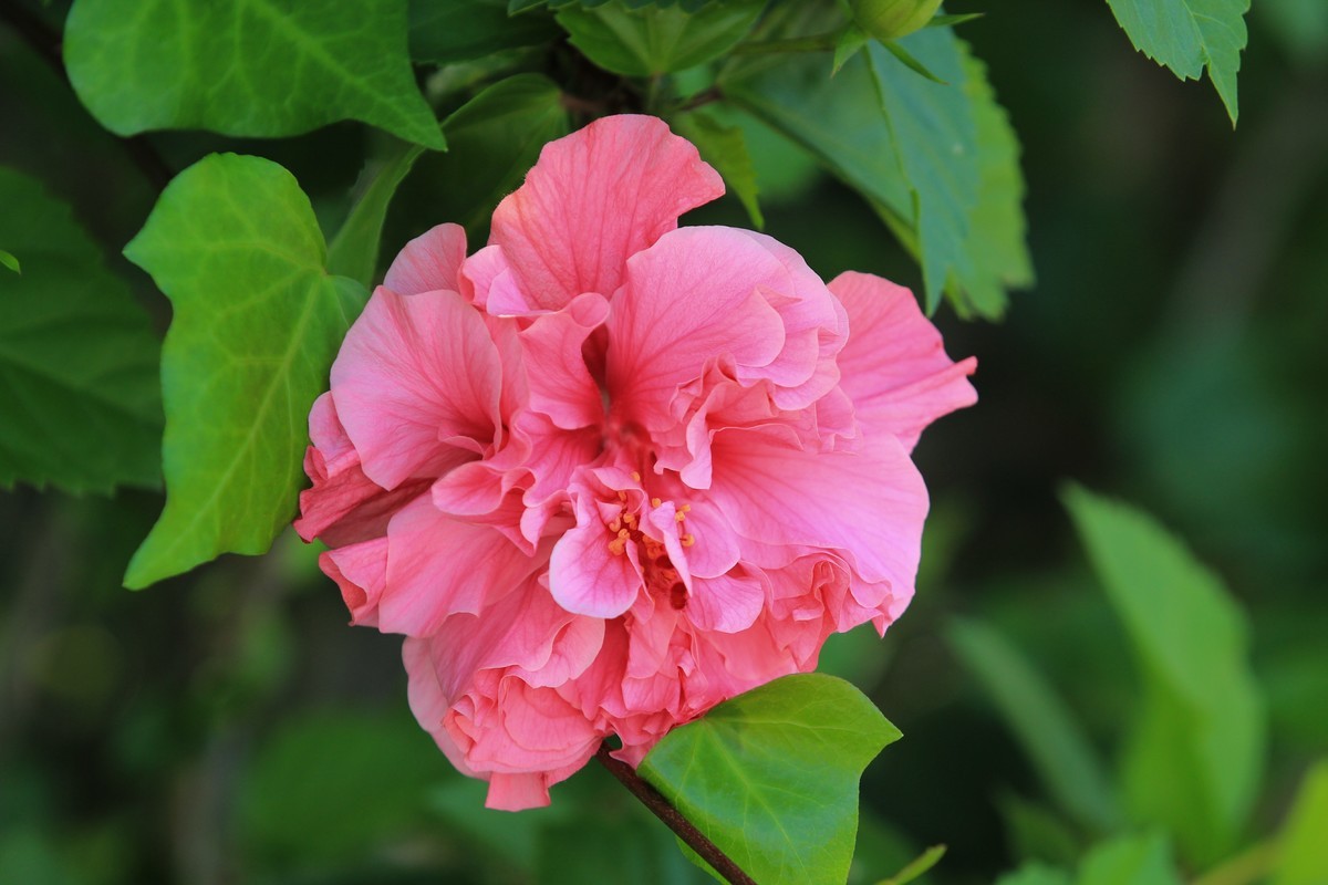 拍摄花卉一（336）