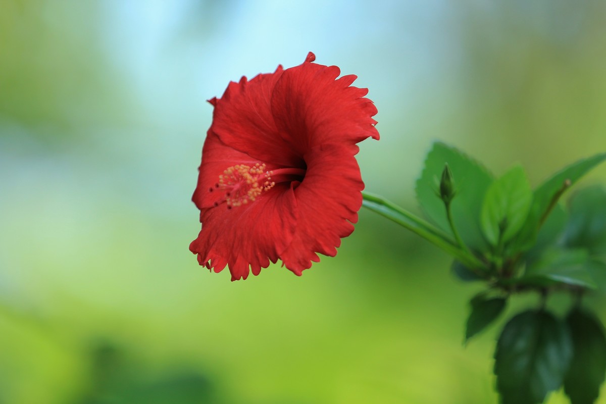 拍摄花卉一（336）