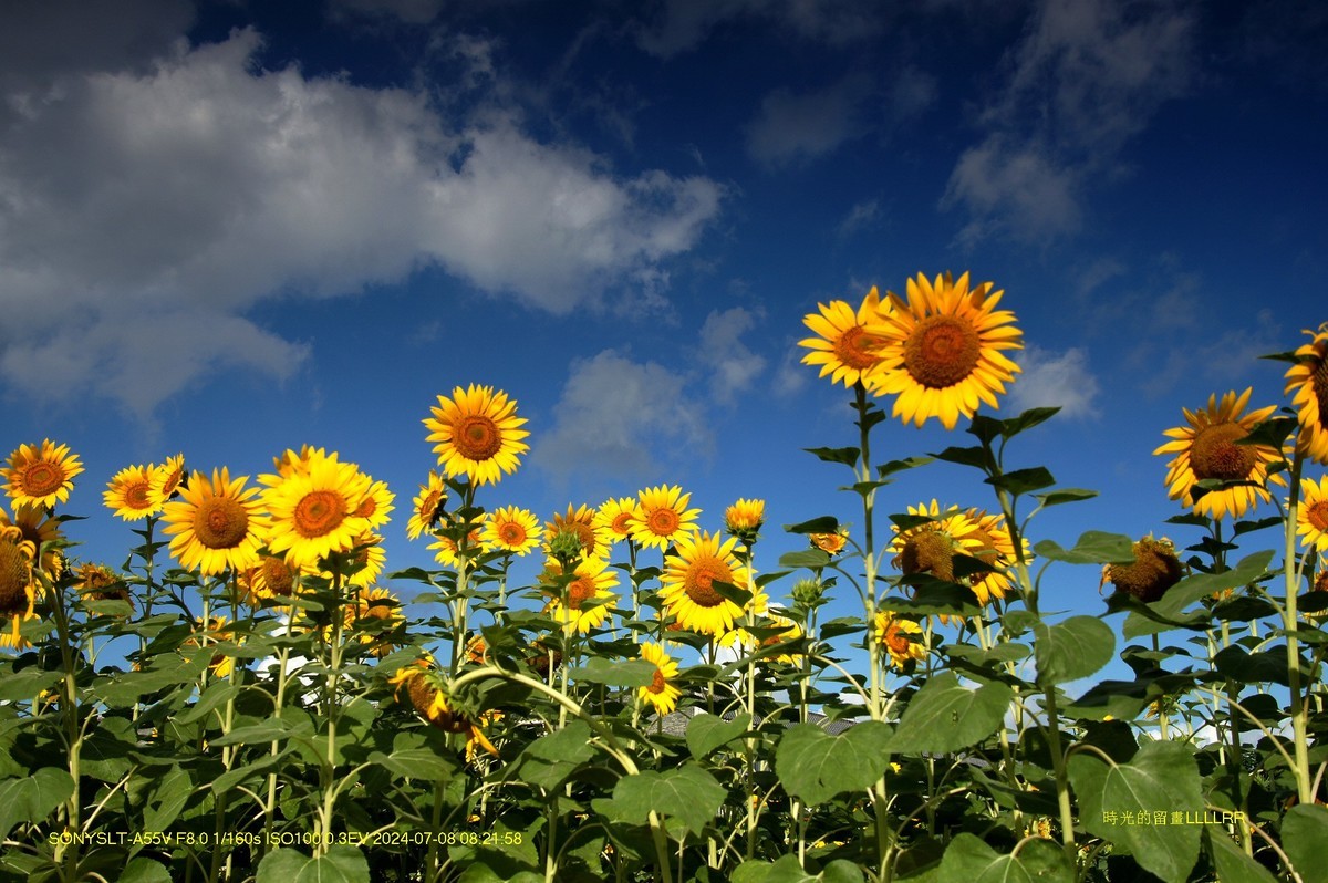 葵花朵朵向阳开