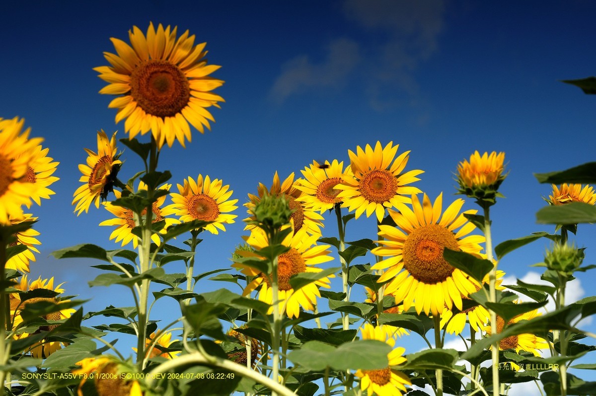 葵花朵朵向阳开