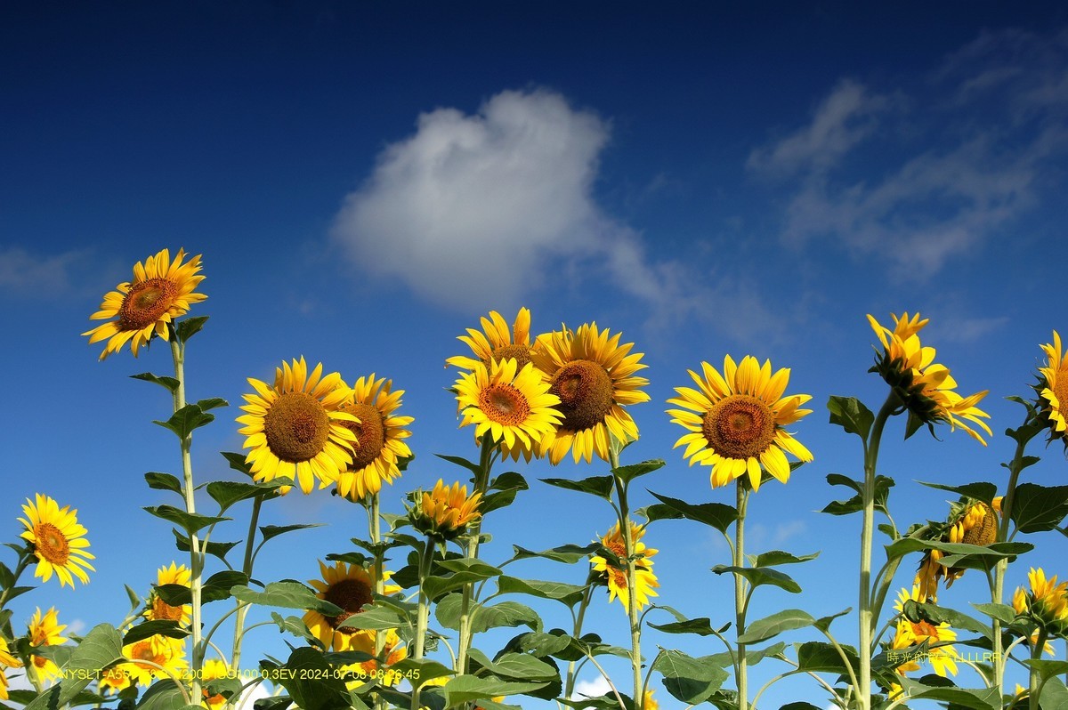 葵花朵朵向阳开