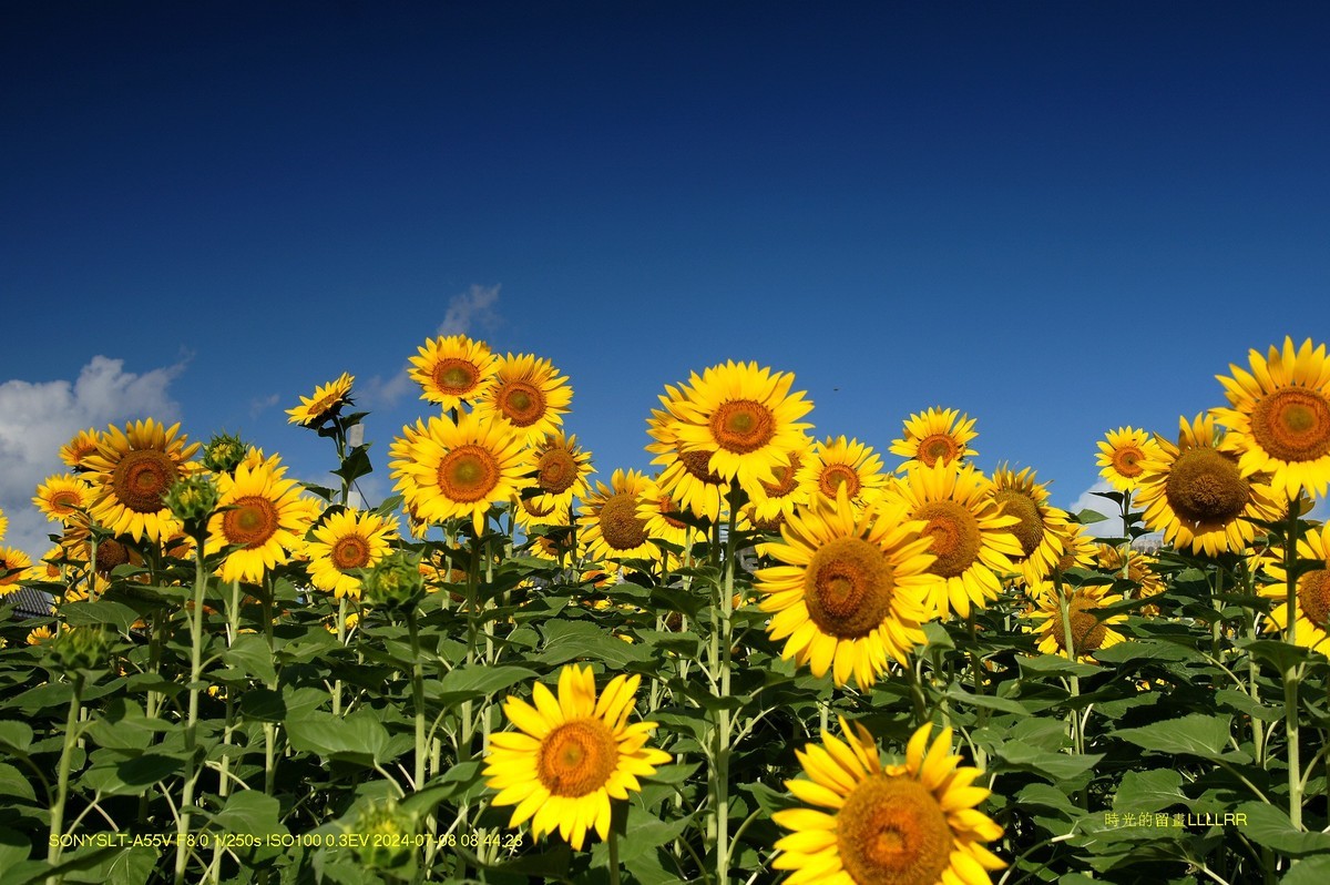 葵花朵朵向阳开