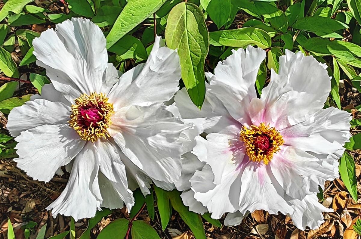 特写国花白牡丹