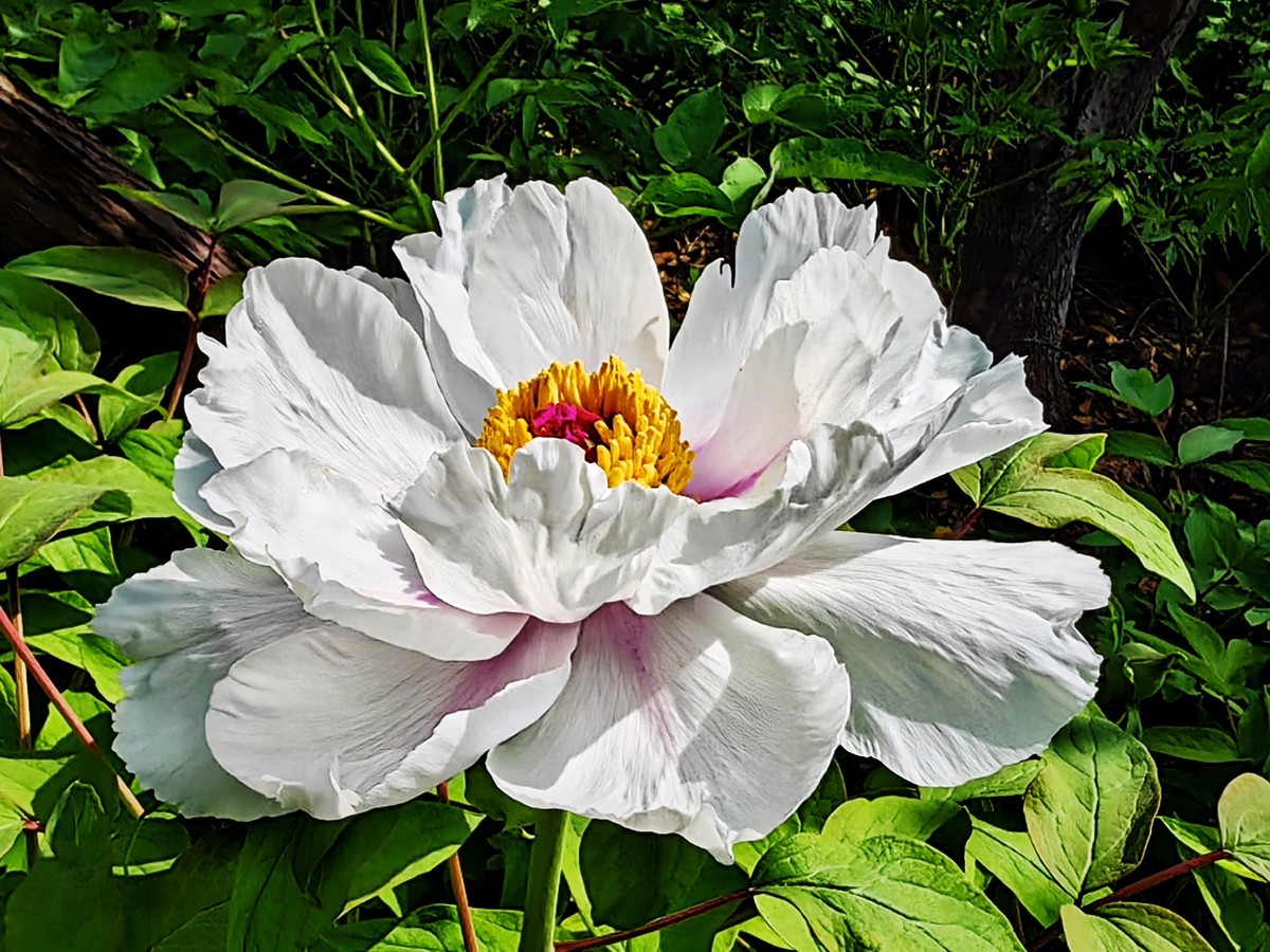 特写国花白牡丹