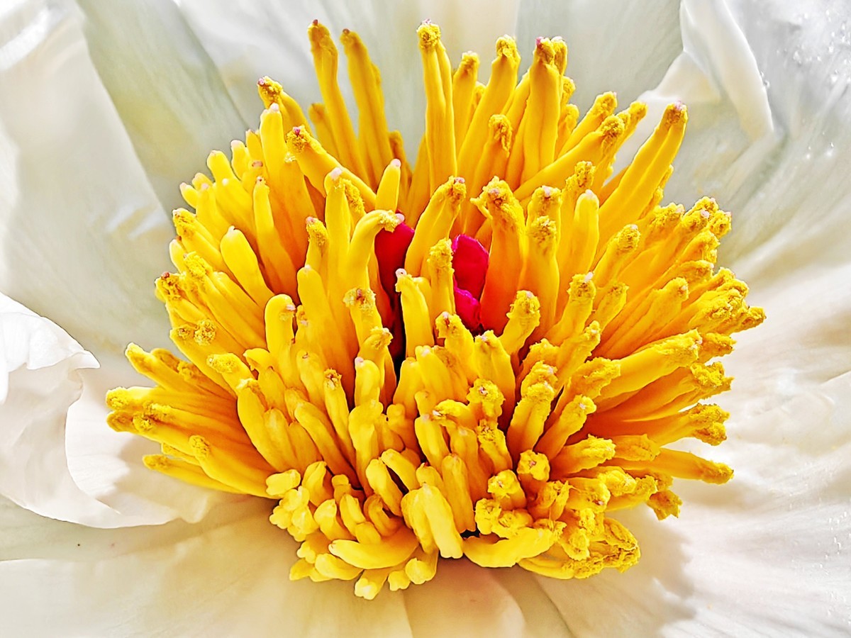 特写国花白牡丹