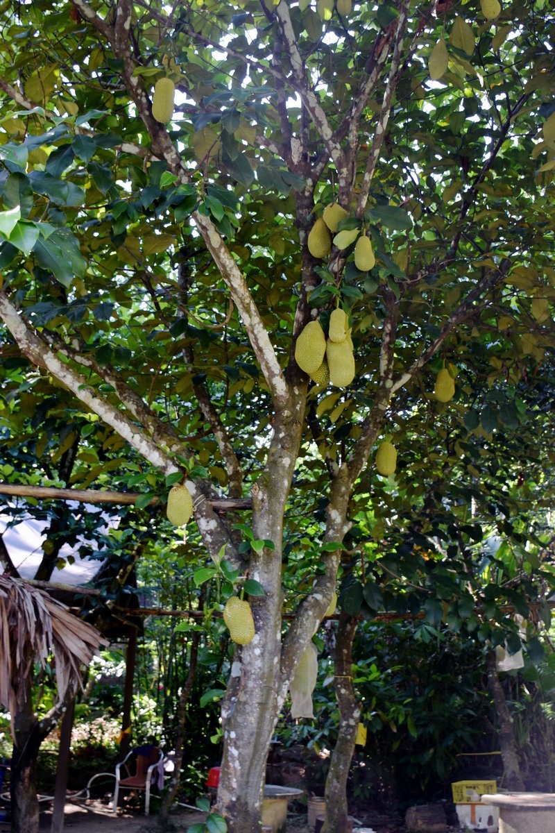 2024夏 海南环岛行（69）享受惬意时光