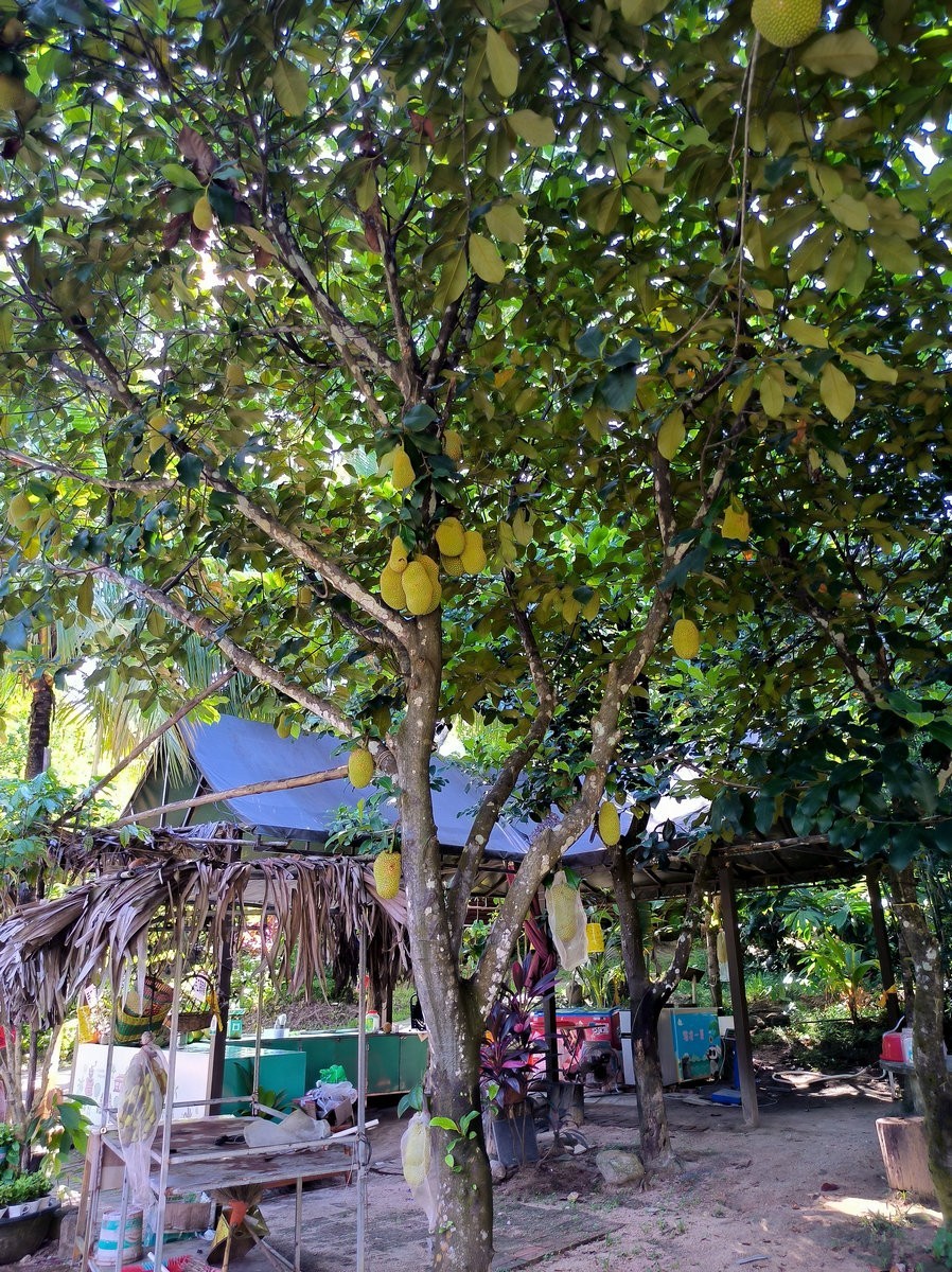 2024夏 海南环岛行（69）享受惬意时光