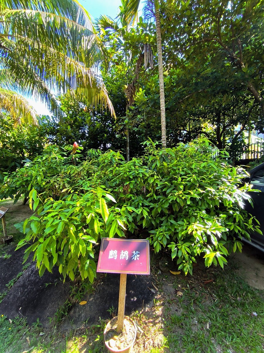 2024夏 海南环岛行（69）享受惬意时光