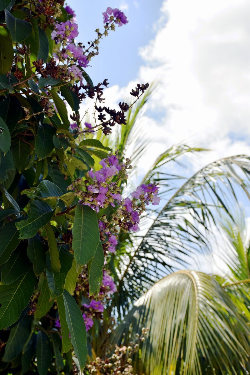 2024夏 海南环岛行（70）石梅湾
